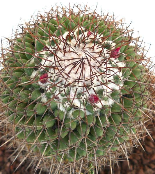 Mammillaria durispina cactus with dense brown spines and white woolly center with red buds