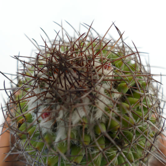 Mammillaria durispina succulent cactus with dense white wool and long reddish spines close-up
