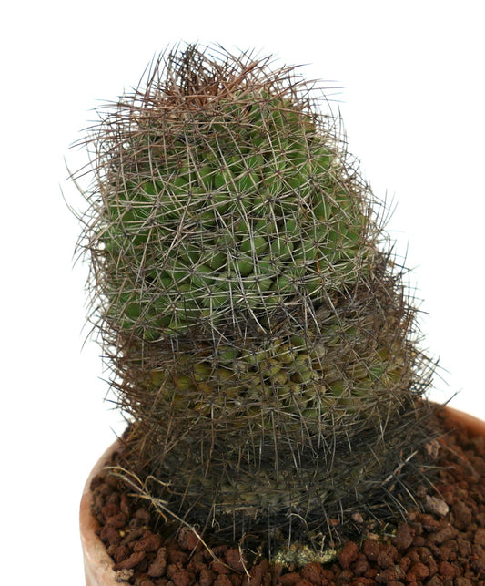 Mammillaria durispina cactus with dense brown spines and green textured stem in pot