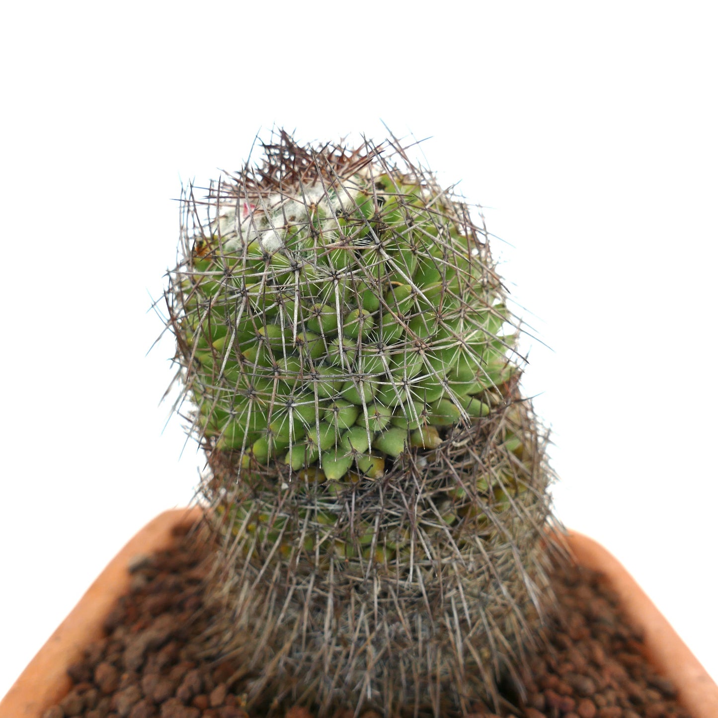 Mammillaria durispina Kaktus mit dichten braunen Stacheln und grünen Warzen in Terrakottatopf