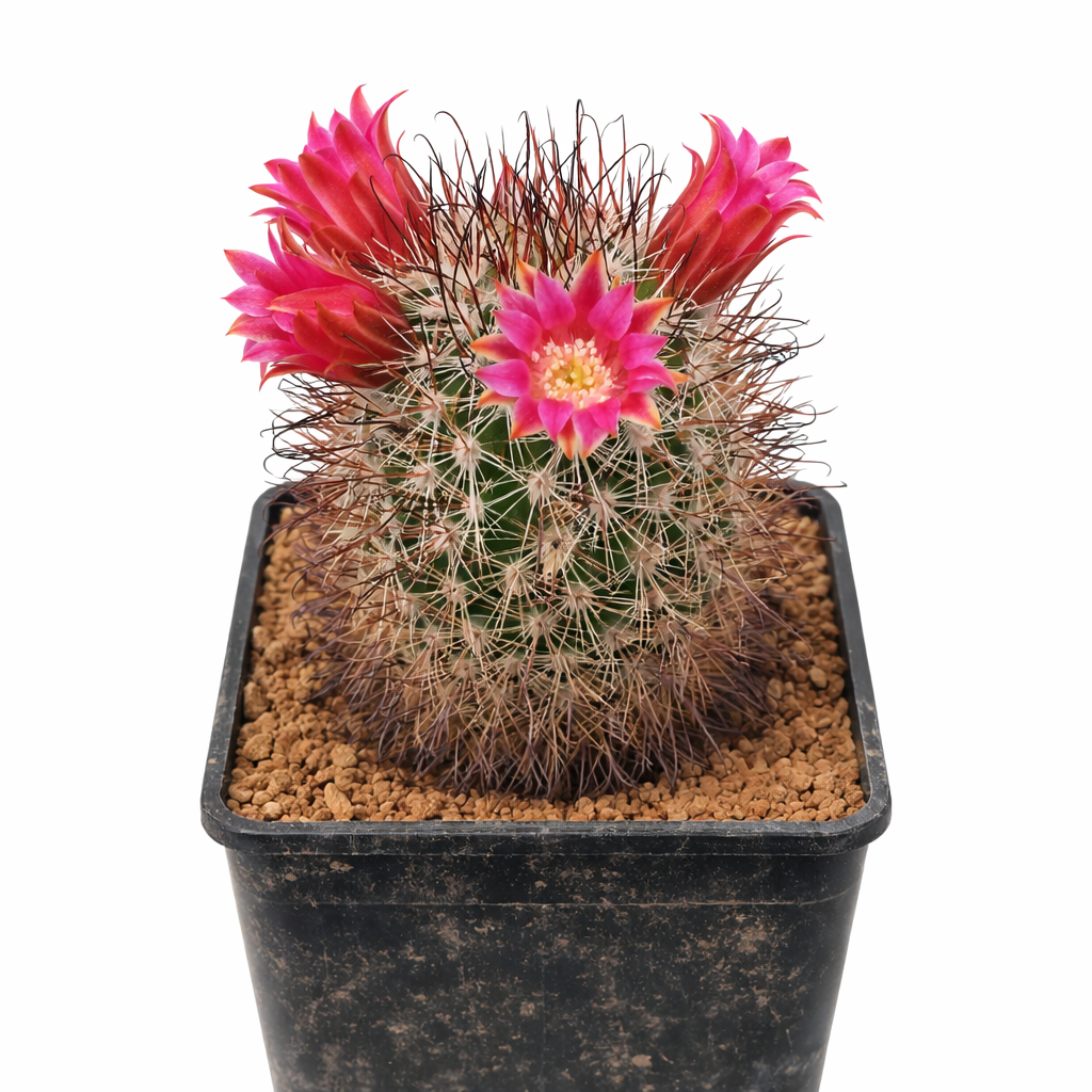 Cactus Mammillaria erythrocalix con spine dense e fiori rosa vivaci in vaso nero