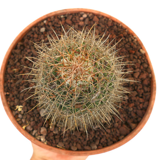 Mammillaria gladiata round cactus with dense long brown and white spines in terracotta pot