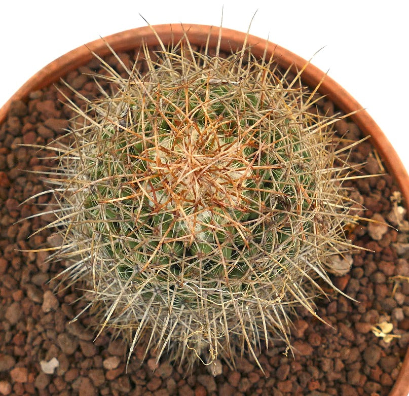 Mammillaria gladiata piccolo cactus rotondo con fitte spine lunghe giallastre in vaso di terracotta