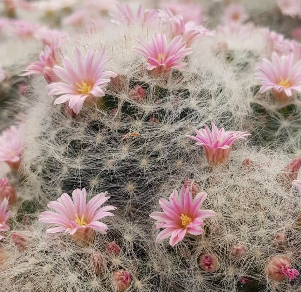Mammillaria glassii cactus met delicate witte stekels en zachtroze bloemen in bloei