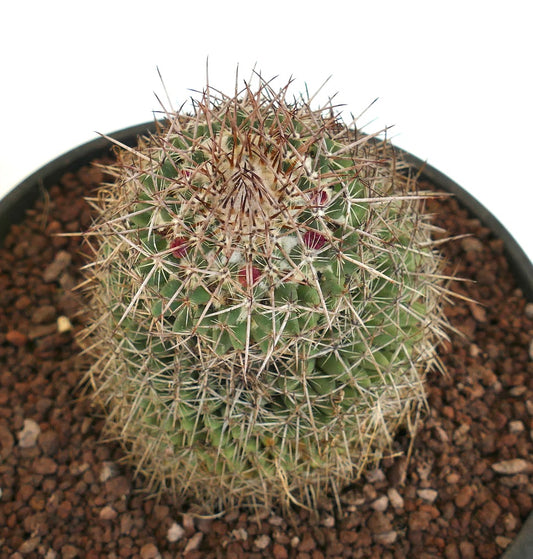 Mammillaria huajuapensis small round cactus with dense sharp spines and reddish flower buds