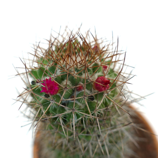 Mammillaria ingens cactus with dense brown spines and small bright pink flowers blooming