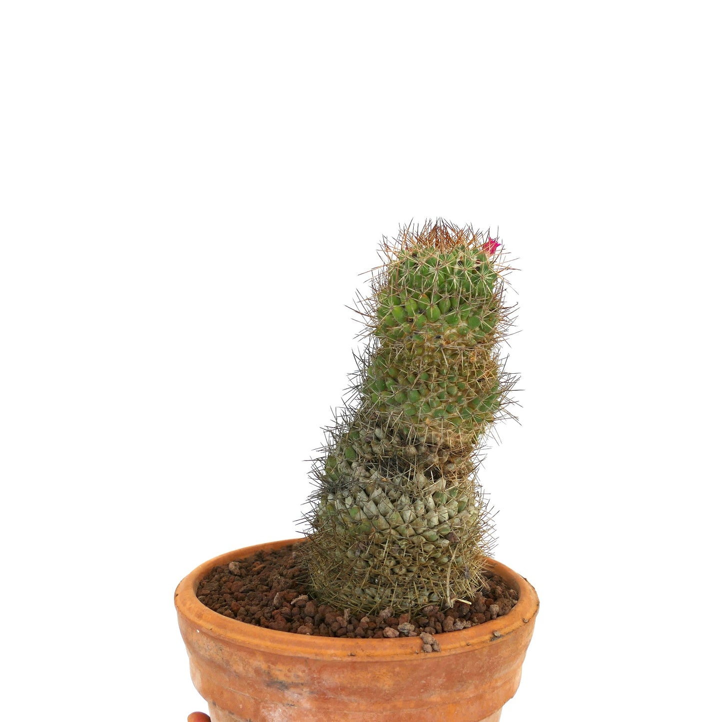 Mammillaria ingens alta pianta grassa verde con spine fitte e piccolo fiore rosa in vaso di terracotta