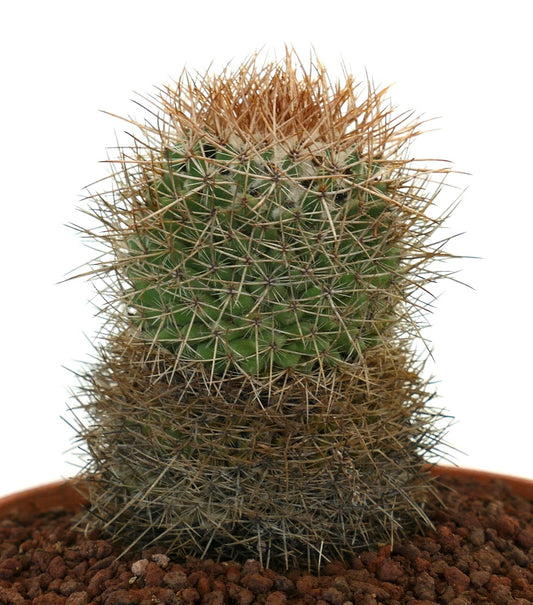 Mammillaria kelleriana green cactus with dense sharp brown spines in pot