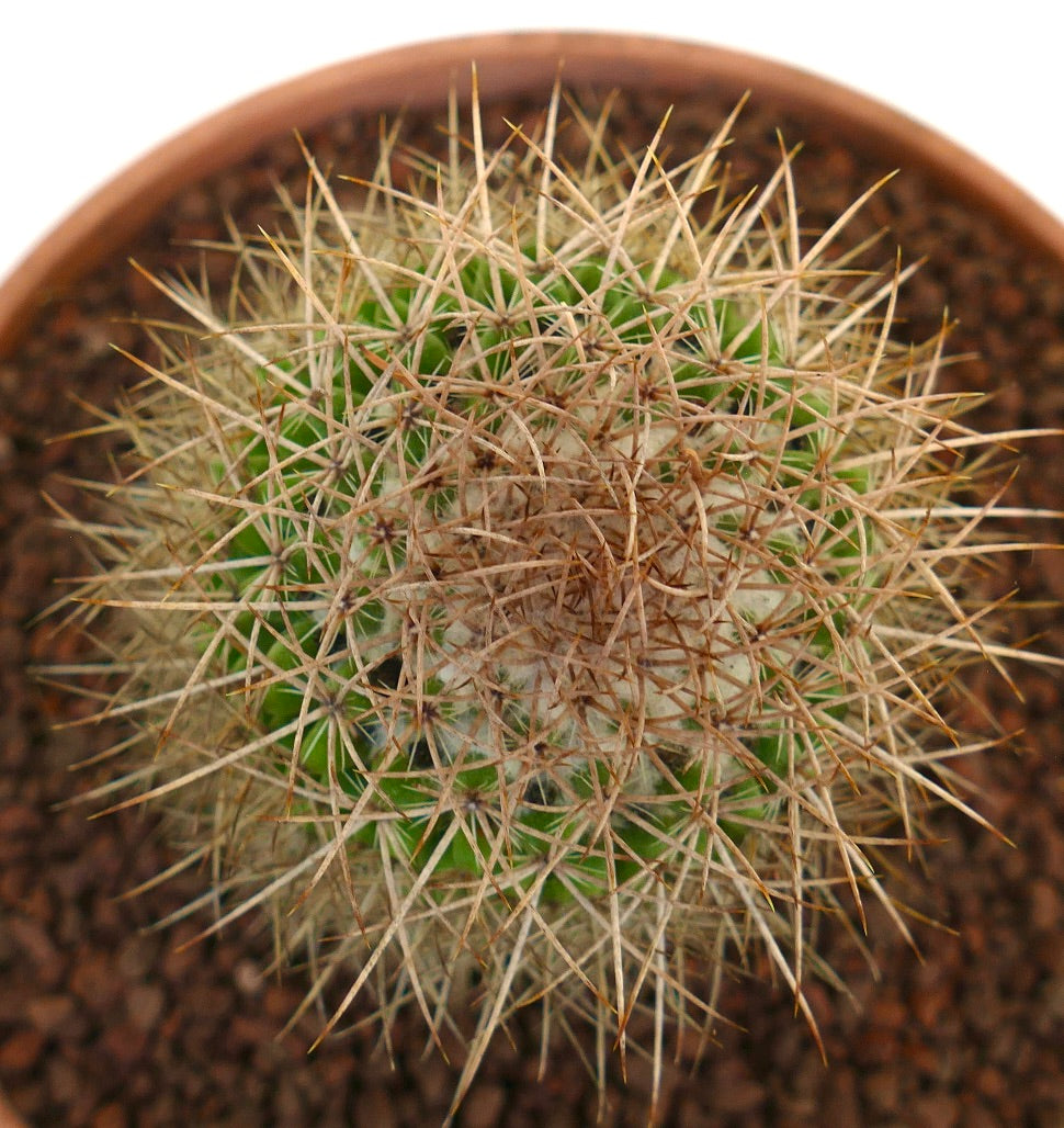 Mammillaria kelleriana piccolo cactus verde con fitte spine lunghe e appuntite di colore giallastro in vaso