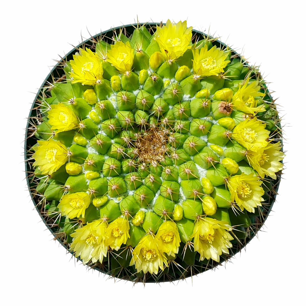 Kaktus Mammillaria marksiana med lysegule blomster og radiære torner i potte