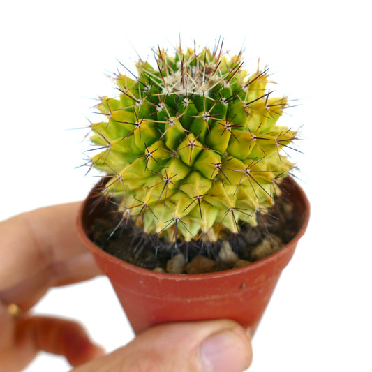 Variegated Mammillaria marksiana in a pot, displaying yellow-green tubercles with sharp brown and white spines.