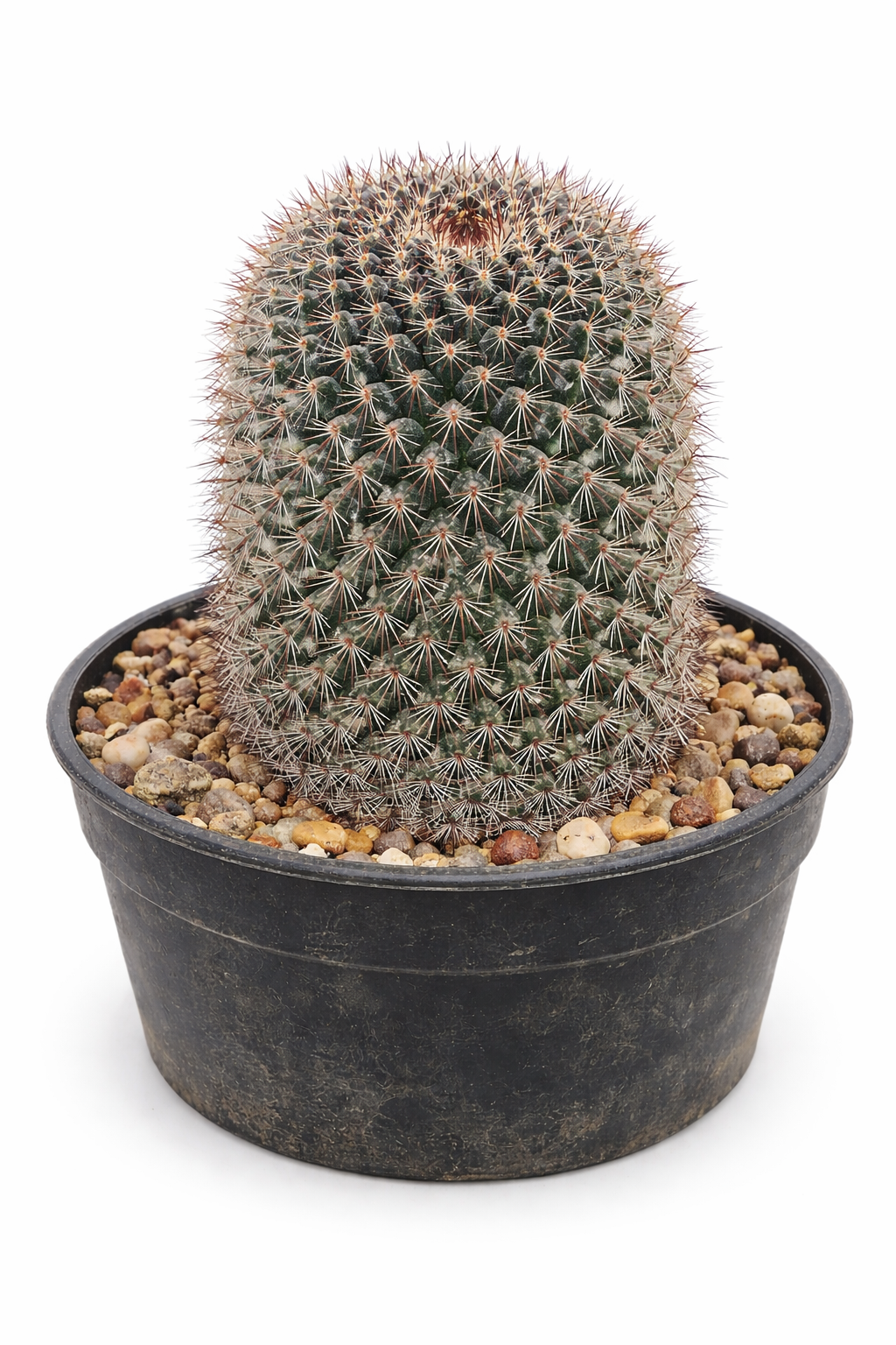 Mammillaria miegeana liten rund kaktus med tette pigger i svart plastpotte