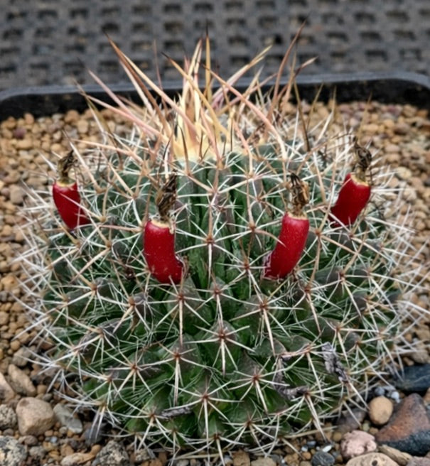 長い刺と赤い実を持つマンミラリア・ミクステケンシス サボテン、砂利土壌にて
