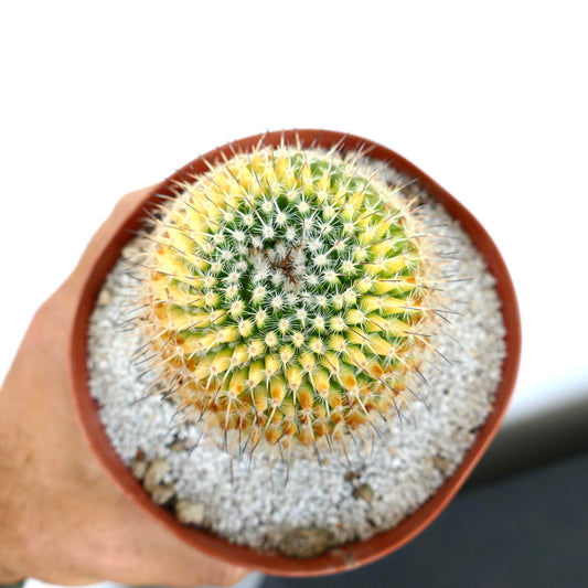 Mammillaria muehlenpfordtii variegated cactus with yellow and green spines in pot