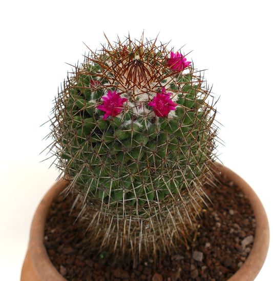 Mammillaria multiseta cactus with dense spines and bright pink flowers in terracotta pot