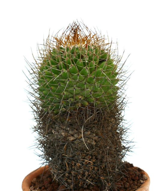 Mammillaria mutabilis cactus with dense spines and green rounded top in terracotta pot