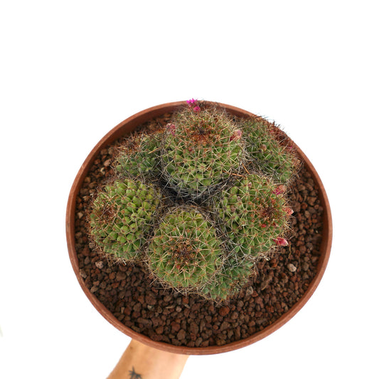 Cactus a cespuglio Mammillaria mystax con spine dense e piccoli fiori rosa in vaso