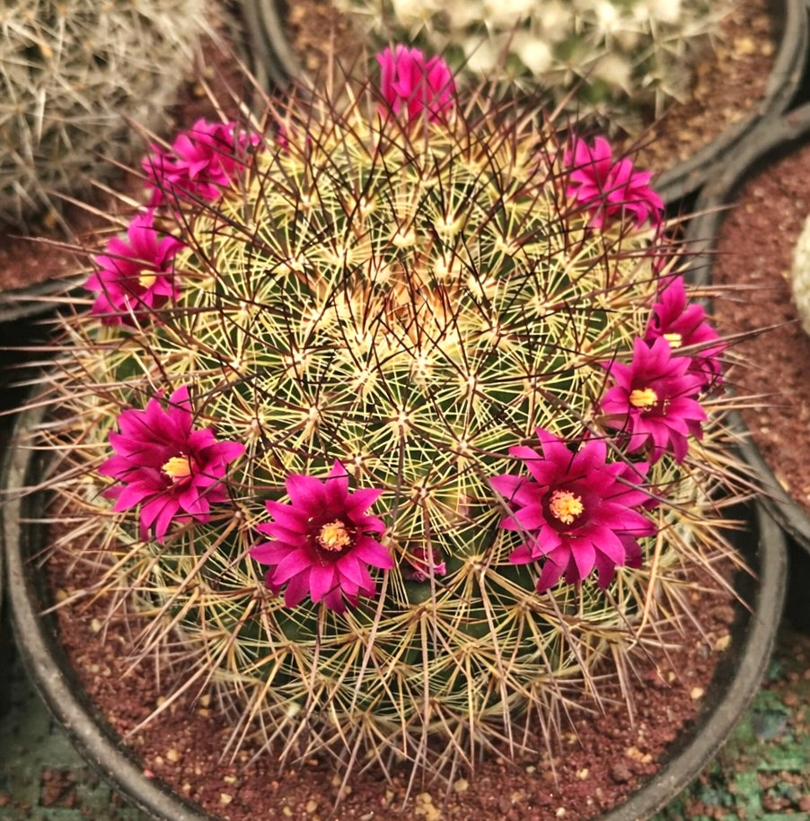 แคคตัสแมมมิลาเรีย โอโชเตอรีแน มีดอกสีชมพูสดใสและหนามยาวในกระถาง