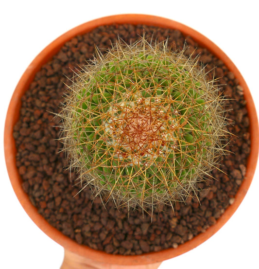 Mammillaria parkinsonii piccolo cactus tondo con fitte spine dorate in vaso di terracotta
