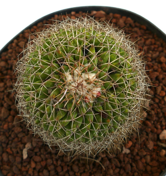 Mammillaria mystax small round cactus with dense white spines and green tubercles in pot
