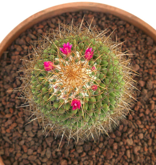 Mammillaria parkinsonii piccolo cactus verde con spine appuntite e fiori rosa acceso