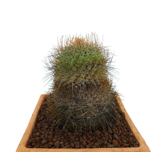Mammillaria parkinsonii piccolo cactus con fitte spine marroni e bianche in vaso di terracotta