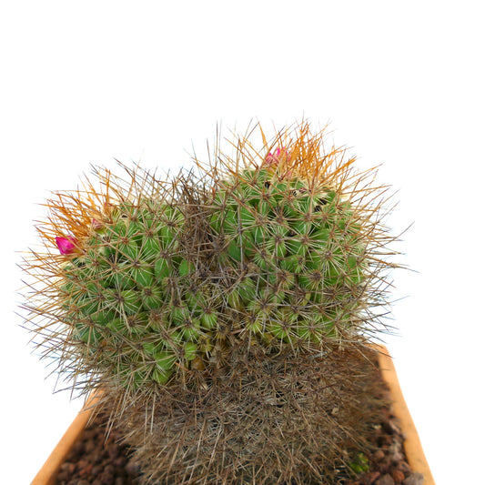 Mammillaria parkinsonii cactus verde con spine dense e piccoli fiori rosa in vaso