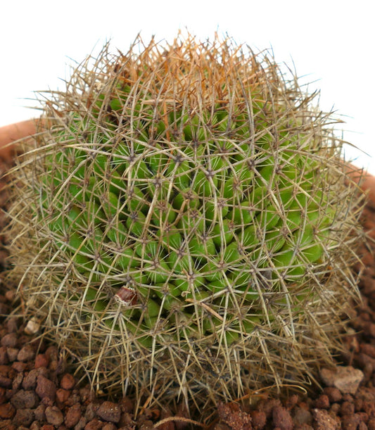 Mammillaria parkinsonii cactus verde rotondo con spine lunghe e fitte di colore marrone pianta grassa