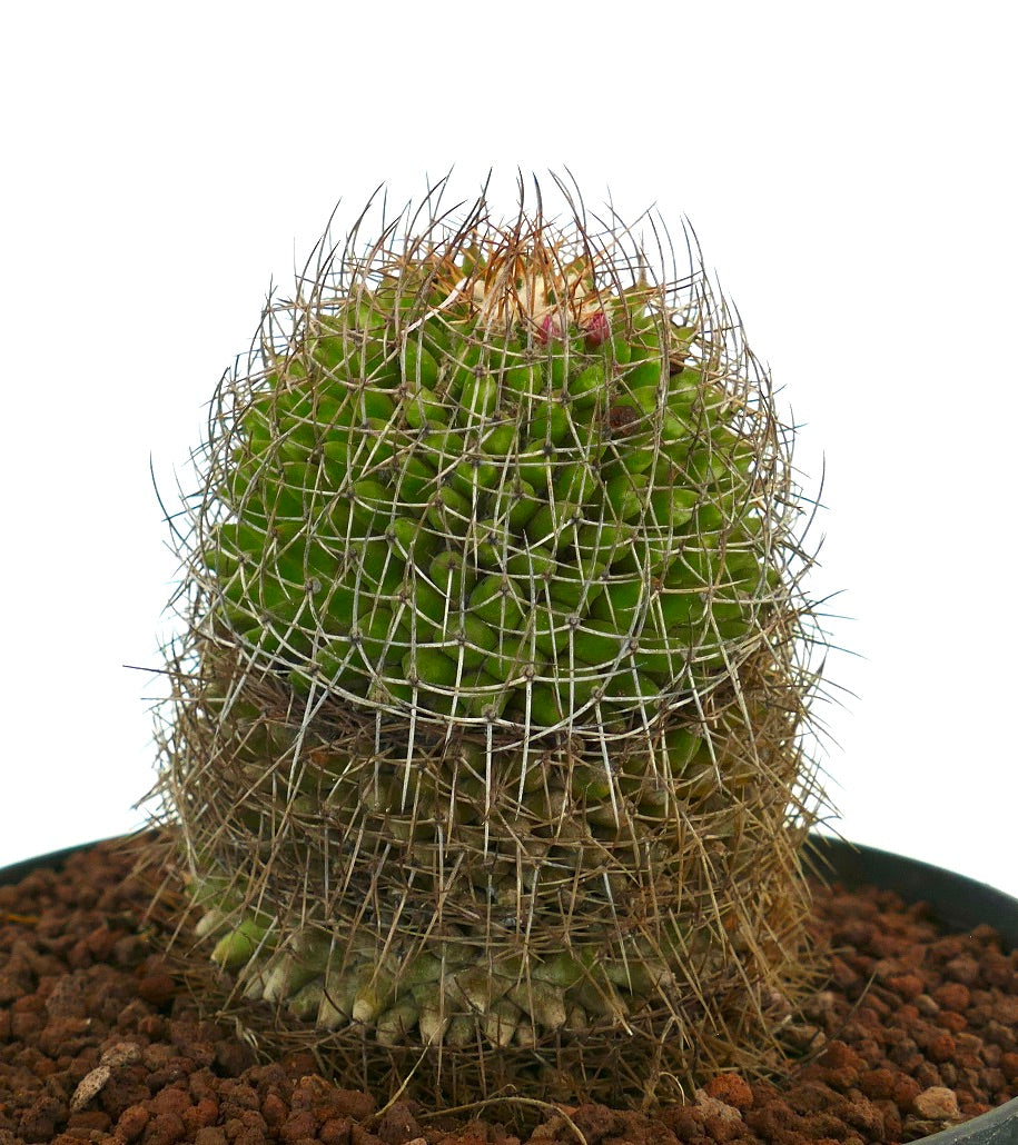 Mammillaria mystax denso cactus verde con lunghe spine appuntite e piccoli boccioli rossi