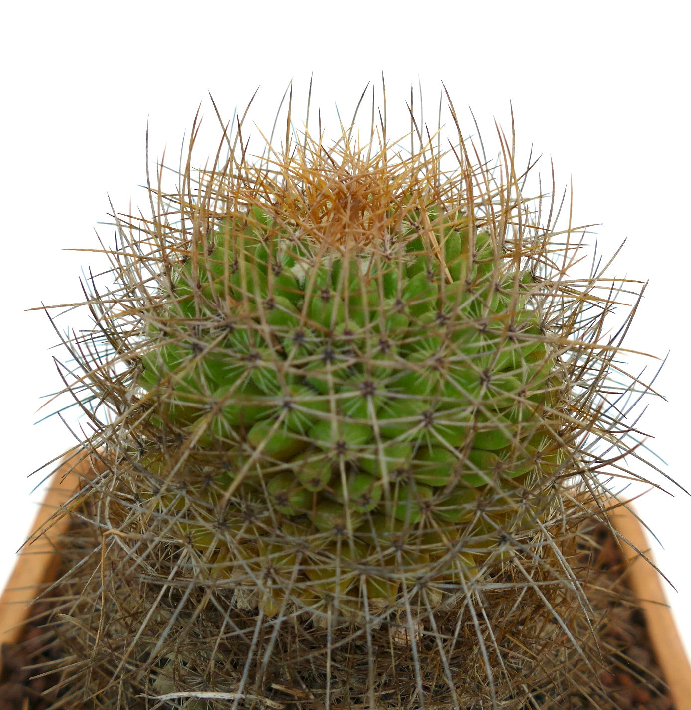 Mammillaria parkinsonii green cactus with dense long brown spines succulent specimen