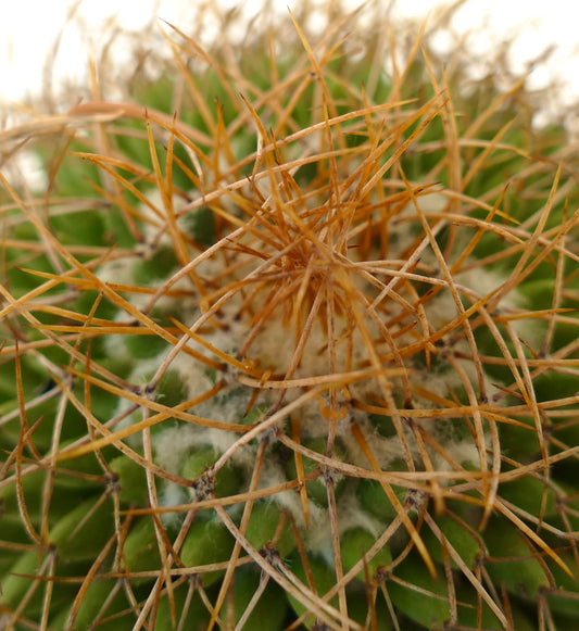 Cactus Mammillaria parkinsonii con fitte spine dorate e corpo verde costoluto, primo piano