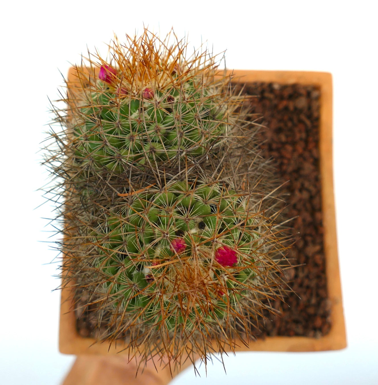 Mammillaria parkinsonii green cactus with dense brown spines and small pink flower buds in pot
