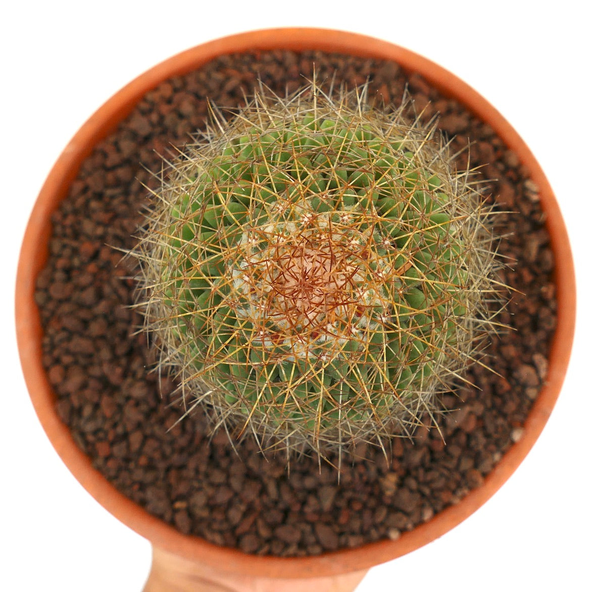 Mammillaria parkinsonii round green cactus with dense golden spines in terracotta pot
