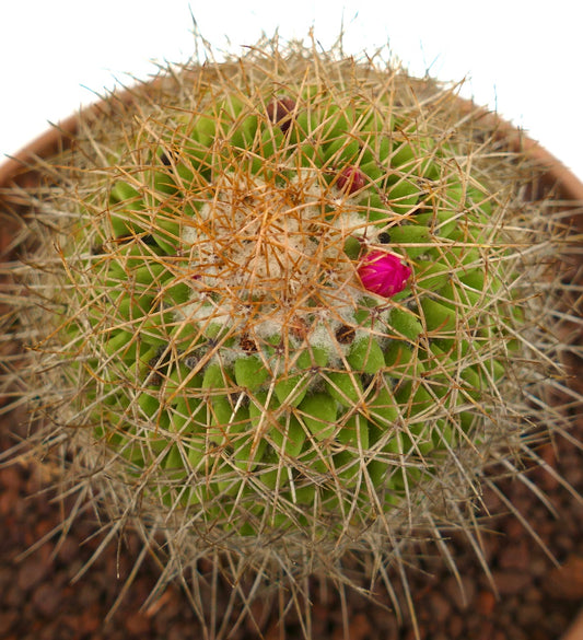 Cactus Mammillaria parkinsonii con spine fitte e piccoli boccioli di fiori rosa in vaso