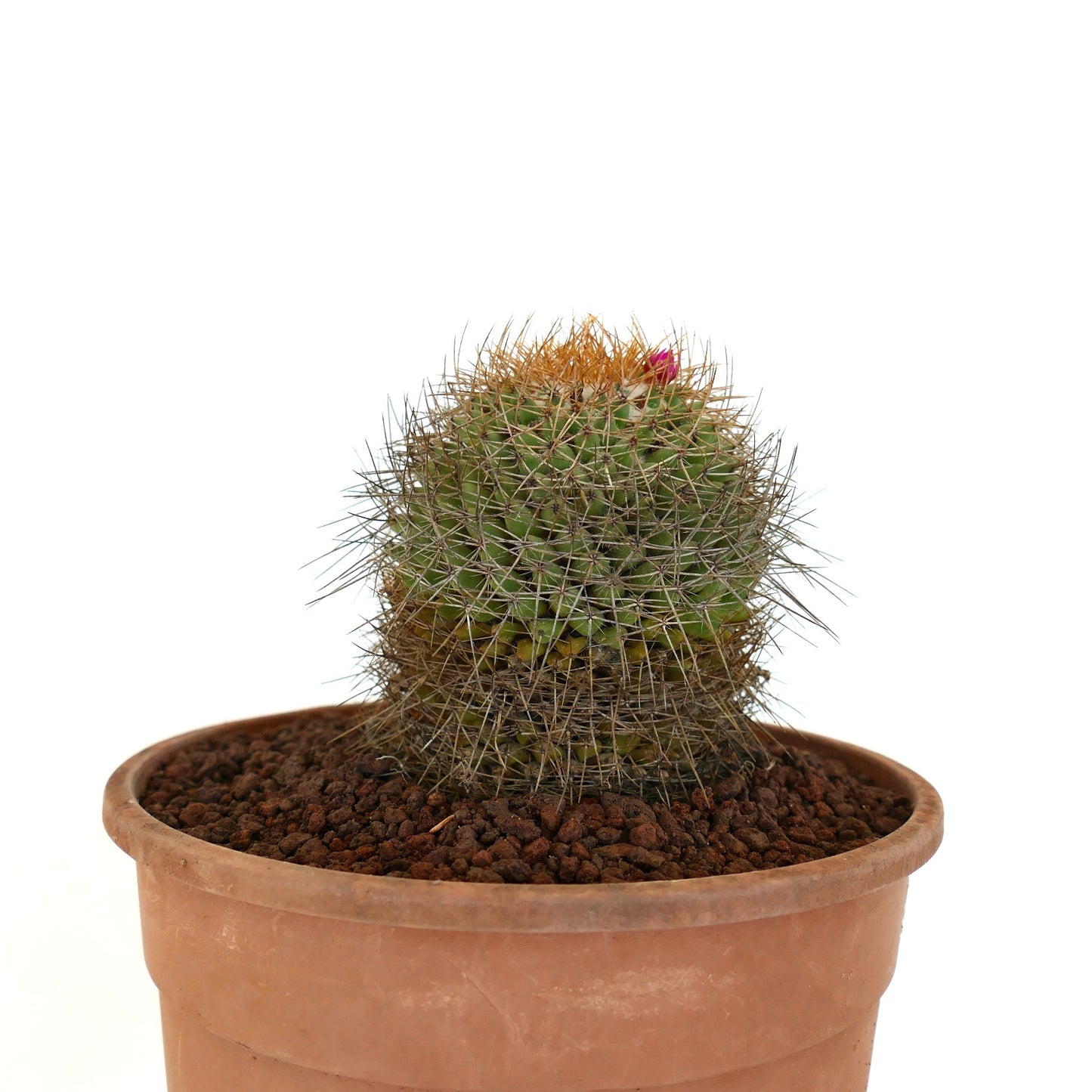 Mammillaria parkinsonii small round cactus with dense spines and tiny pink flower bud