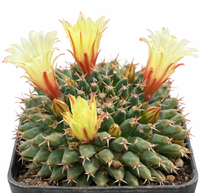Mammillaria peninsularis-kaktus med gule og røde blomster i en svart potte