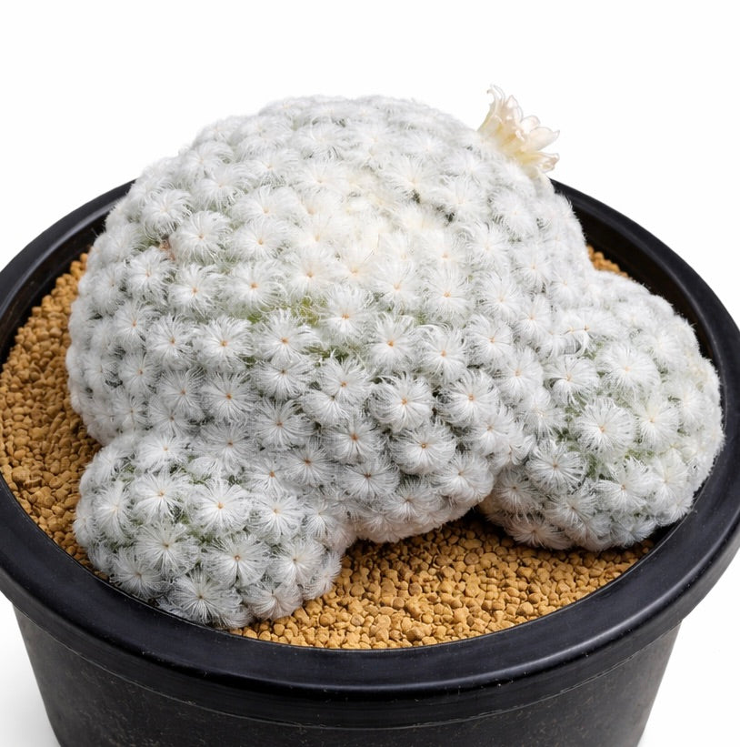 Semillas de Mammillaria plumosa