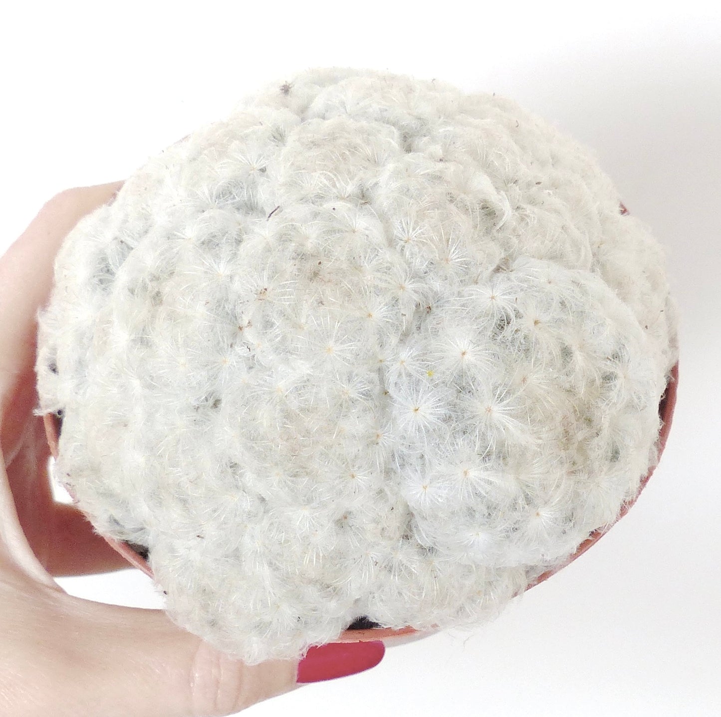 Mammillaria plumosa dense white feathery cactus cluster succulent in pot