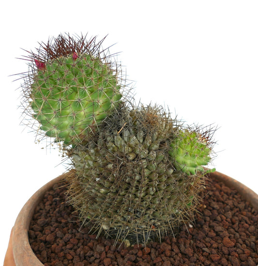 Mammillaria polythele cactus succulento con fitte spine e tubercoli verdi in vaso di terracotta