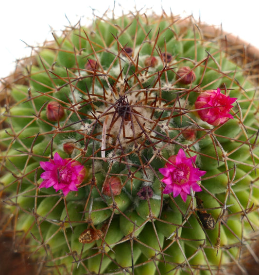 Cactus Mammillaria polythele con spine marroni dense e piccoli fiori rosa acceso in fiore