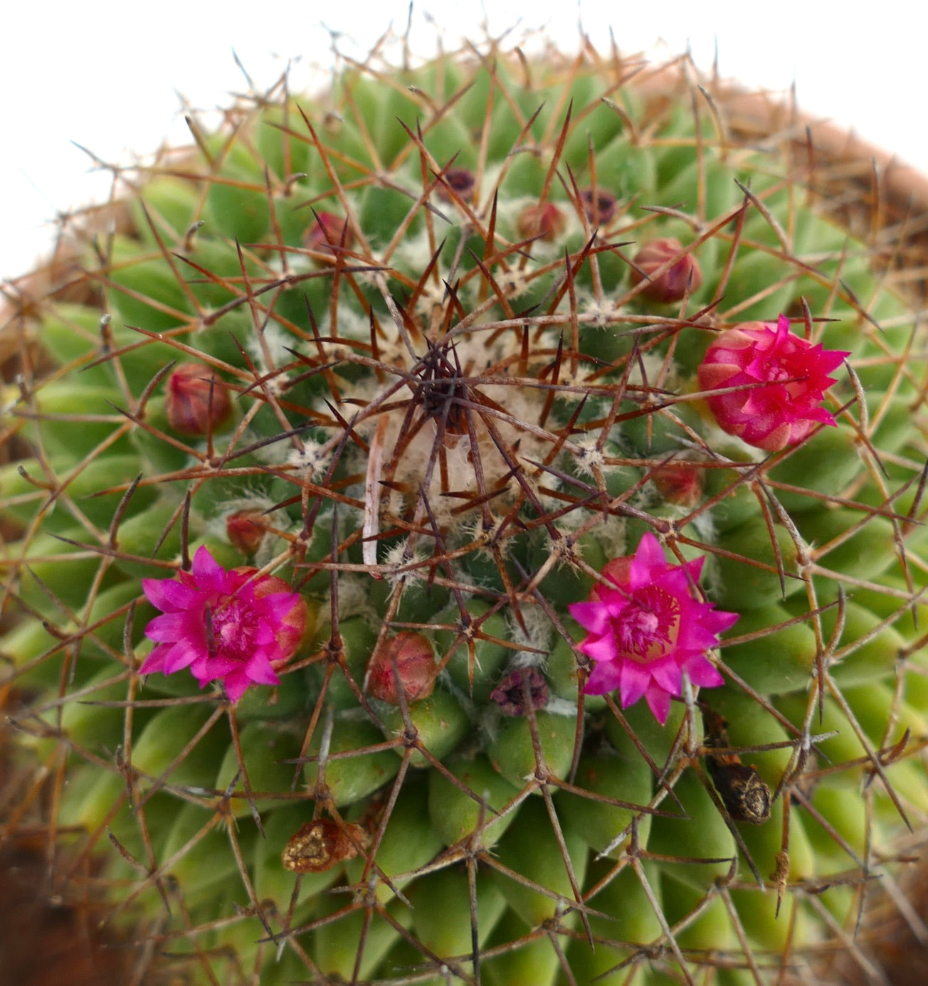 Mammillaria polythele cactus with dense brown spines and small bright pink flowers blooming