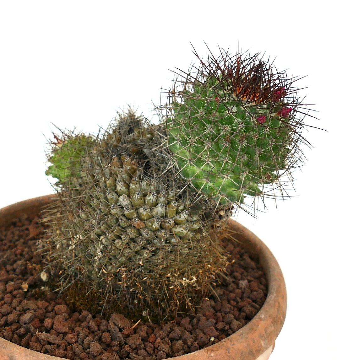 Mammillaria polythele succulent cactus with dense spines and small red flower buds in terracotta pot