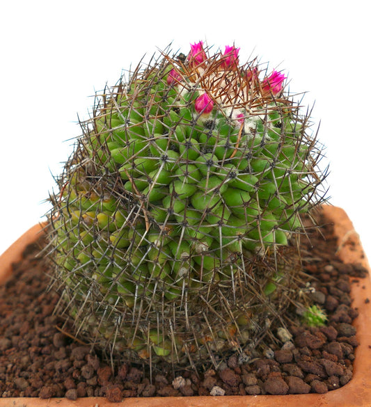 Cactus verde Mammillaria polythele con fitte spine marroni e piccoli fiori rosa acceso in vaso
