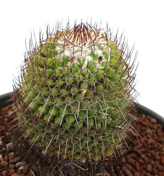 Cactus succulento Mammillaria polythele con spine lunghe marroni fitte e areole lanose