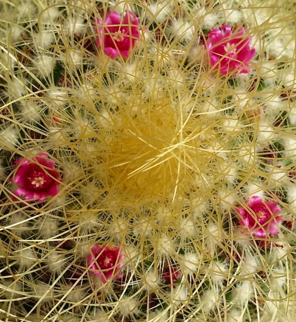 เมล็ดพันธุ์ แมมมิลาเรีย พรินกลี