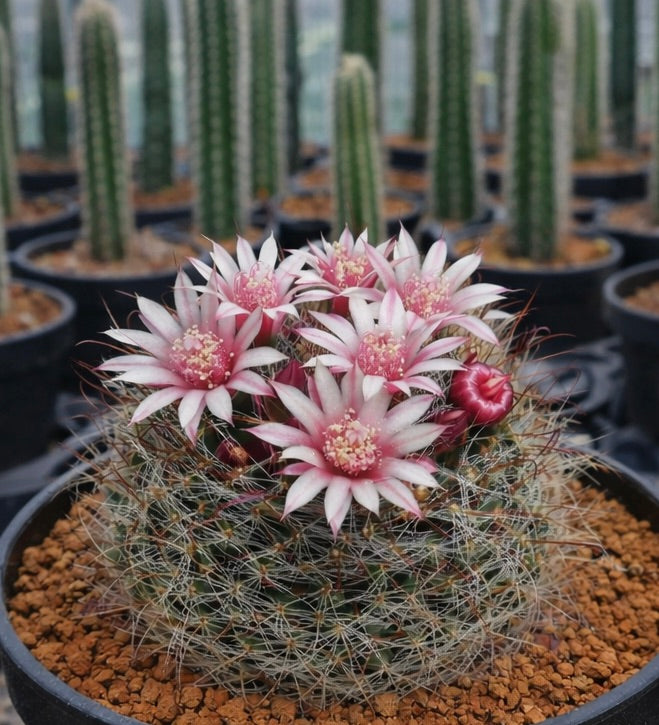 Mammillaria pubispina cactus met roze stervormige bloemen en dichte stekels in pot