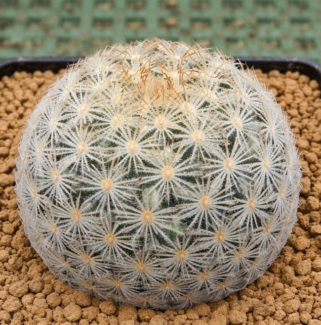 Mammillaria rischeri raro cactus con spini radiali bianchi densi e spini centrali marroni