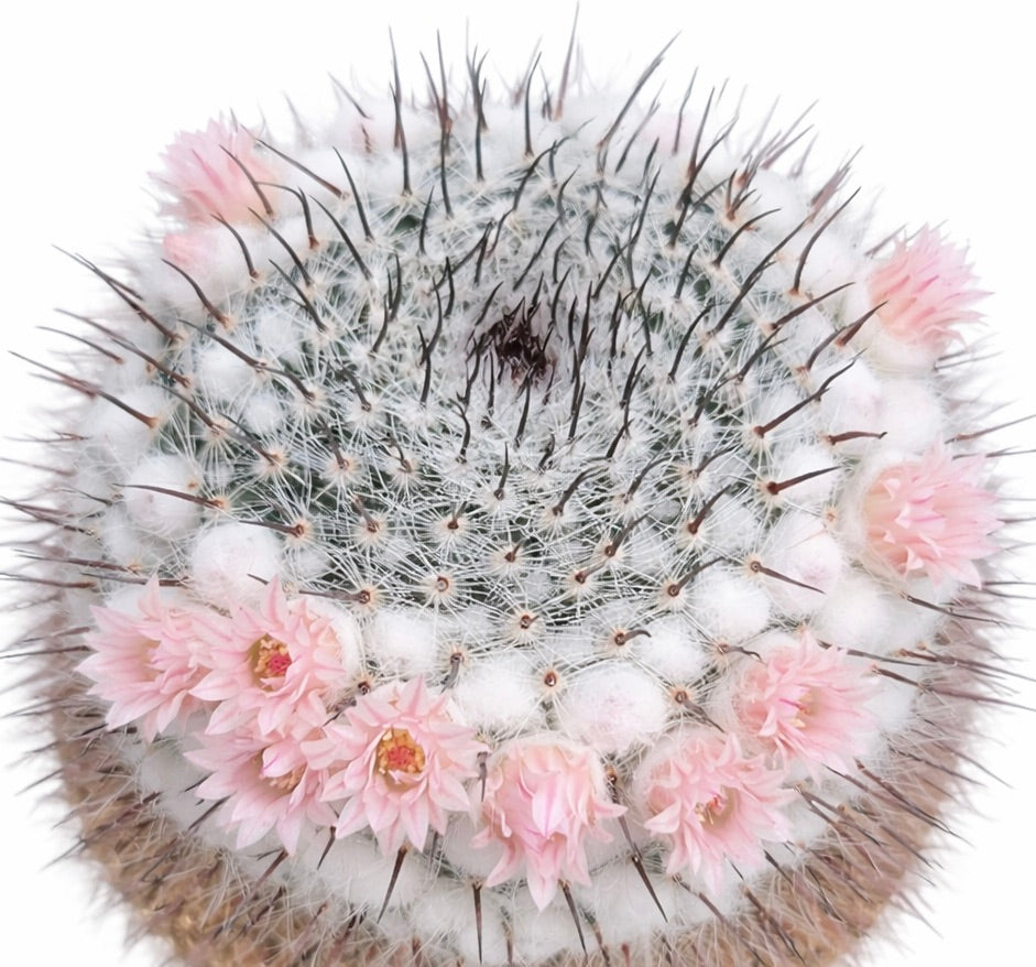 Mammillaria ritteriana cactus con spine bianche e delicati fiori rosa disposti in un motivo circolare