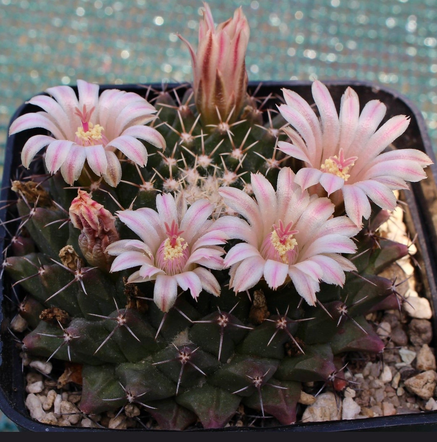 Mammillaria roseoalba cactus with pale pink striped flowers and dark green spiny body