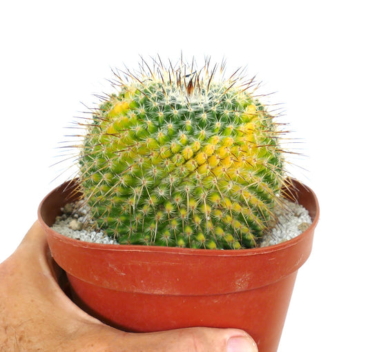 Mammillaria sempervivi variegated cactus with yellow and green spines in a small pot